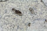 Multiple Fossil March Fly (Plecia) - Green River Formation #67651-1